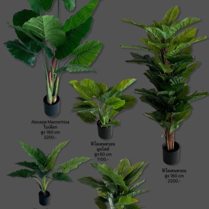 อโลคาเซีย, ฟิโลเดนดรอน