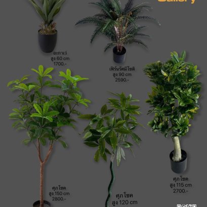 อะกาเว่, เฟิร์นรัศมีโชติ, ศุภโชค