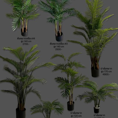 ต้นหมาก, ปาล์มหมาก