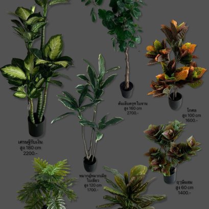 ซานาดู, โกศล, เศรษฐีรับเงิน