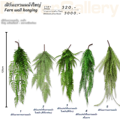 เฟิร์นแขวนผนังใหญ่