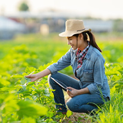 ตัวอย่างการเพิ่มผลผลิตพืชในภาคสนาม ด้วยปุ๋ยอินทรีย์ ตราเพชรใบไม้