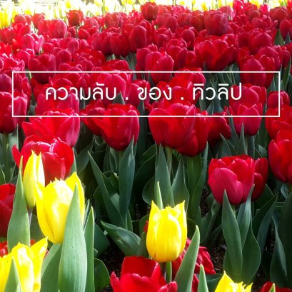 ความลับของดอกทิวลิป