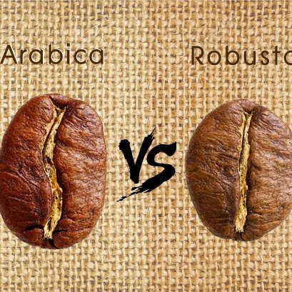 7 ความแตกต่างที่น่าค้นหาของ Arabica และ Robusta