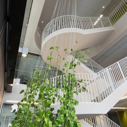 สลิงไม้เลื้อย