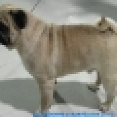 สุขภาพผิวหนังและขนสวยได้อย่างไร