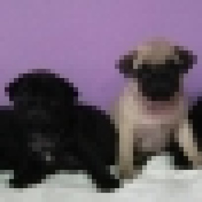 วิธีเลือกลูกสุนัขสุขภาพดี