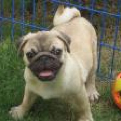 วิธีการจัดการกับนิสัยกินยากในสุนัข