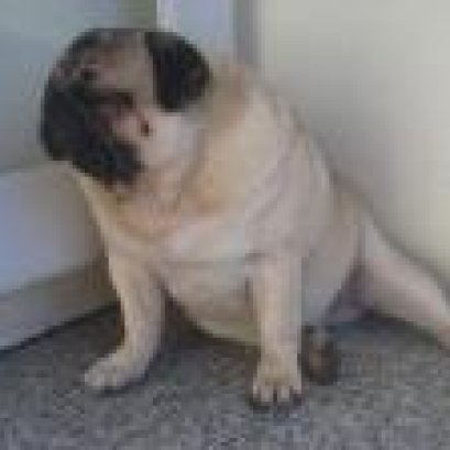 สาเหตุที่สุนัขเบื่ออาหาร