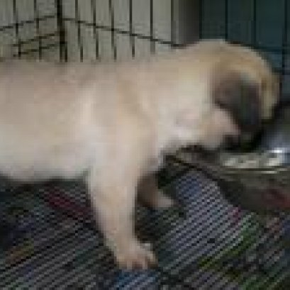 นม อาหารที่มีคุณค่าสำหรับสุนัข