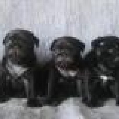 การเลี้ยงดูลูกสุนัขที่โตไม่เท่ากัน