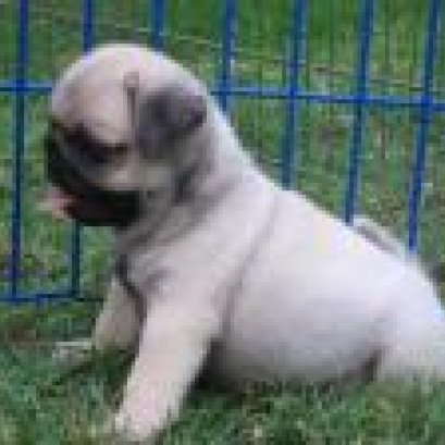 โรคร้ายแรงที่มักพบในลูกสุนัขและวิธีป้องกัน