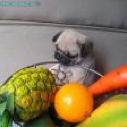 การบำรุงเลี้ยงลูกสุนัขอายุ 22-60 วัน