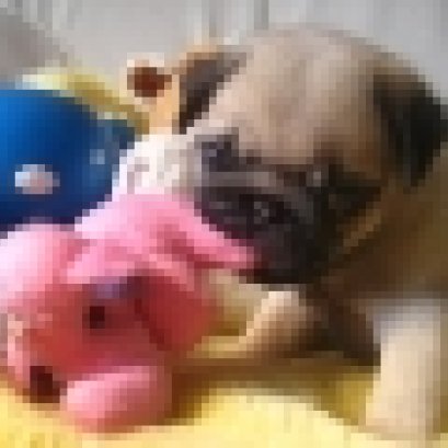 เตรียมอนุบาลให้ลูกสุนัข