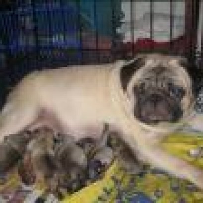 ฝึกเป็นหมอตำแยทำคลอดสุนัข