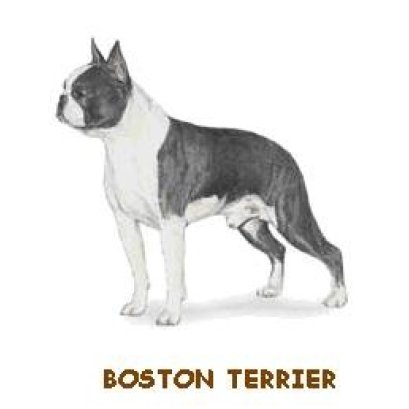 มาตรฐานพันธุ์บอสตัน เทอร์เรีย