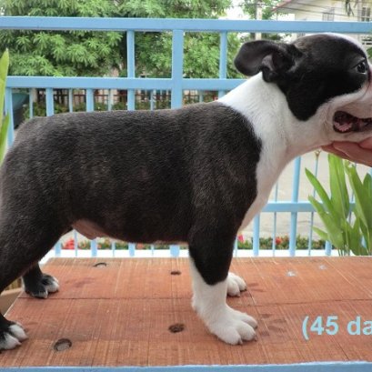 คุณภาพความสวยของบอสตัน เทอร์เรีย