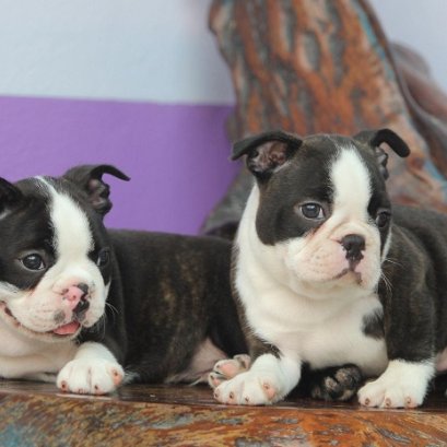 อุปนิสัยของบอสตัน เทอร์เรีย