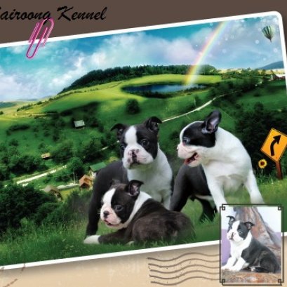 รู้จักกับบอสตัน เทอร์เรีย