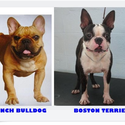 บอสตัน เทอร์เรีย กับเฟรนช์ บูลด๊อก