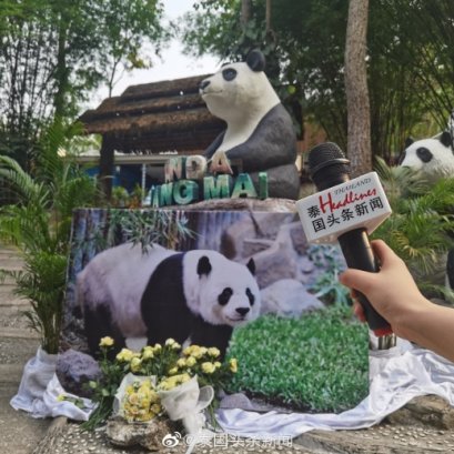 หลินฮุ่ย แพนด้ายักษ์ในไทยเสียชีวิตแล้ว ทีมข่าวThailand Headlinesลงพื้นที่ไปสวนสัตว์เชียงใหม่เพื่อสืบค้นข้อมูลเพิ่มเติม