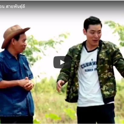 การคัดเลือกสายพันธุ์เมล่อน