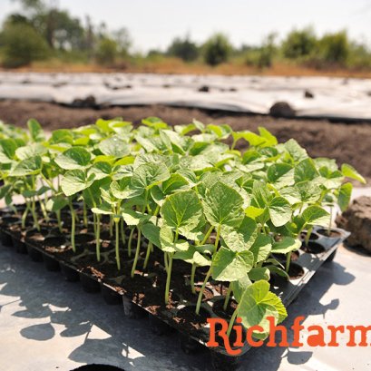 ต้นกล้าเมล่อน รวยด้วยเกษตร