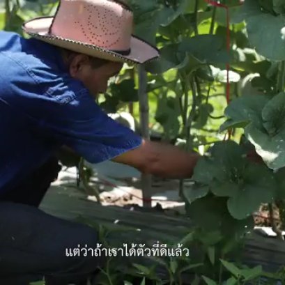 วิธีปลูกเมล่อน