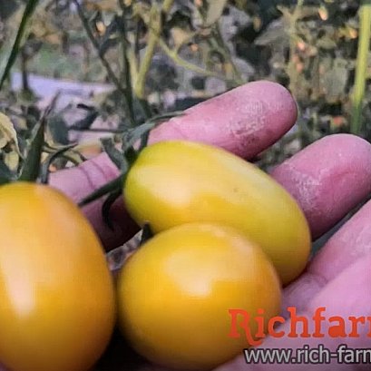 มะเขือเทศเชอรี่ สีเหลือง