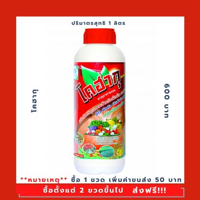 โคฮากุ (KohaKu)