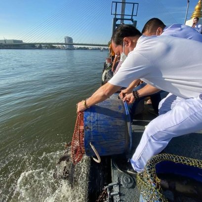 มูลนิธิพุทธภูมิธรรม นำคณะศรัทธาร่วมปล่อยปลาดุก 400 กิโลกรัม ปลานิล 100 กิโลกรัม ลงสู่แม่น้ำเจ้าพระยา