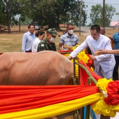 กระบือเผือกที่ท่านช่วยกันไถ่ชีวิตเดินทางถึงบ้านใหม่แล้ว 