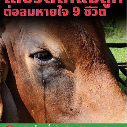 มูลนิธิพุทธภูมิธรรม ชวนสร้างมหาทานยิ่งใหญ่ ไถ่ชีวิตโคแม่ลูกอ่อน และ โคท้อง รวม 9 ชีวิต 