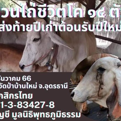 มูลนิธิพุทธภูมิธรรมขอเชิญร่วม ไถ่ชีวิตน้องวัว 14 ตัว