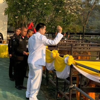 บุญไถ่ชีวิตโค7ตัว9ชีวิต ออกจากโรงฆ่าสัตว์ สำเร็จแล้ว