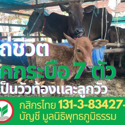 มูลนิธิพุทธภูมิธรรม ขอเชิญร่วมไถ่ชีวิตโคกระบือ (ที่จะส่งเข้าโรงฆ่าสัตว์) 7 ตัว 9 ชีวิต❗️ในเดือนมาฆบูชา