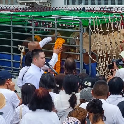 เราสามารถไถ่ชีวิตวัวจาก 32 ตัว เป็นทั้งหมด 72 ตัว️ผู้คนต่างแสดงความปีติยินดี ในมหาทานบารมีครั้งใหญ่นี้ 