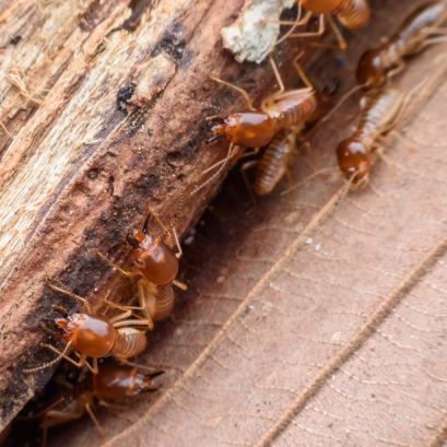 วิธีการเลือกซื้อน้ำยากำจัดปลวก