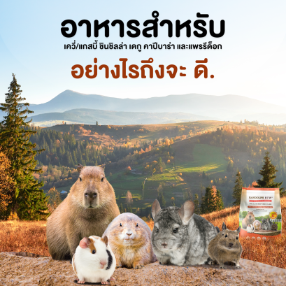 “อาหารสำหรับเควี่/แกสบี้ ชินชิลล่า เดกู คาปีบาร่า และแพรรีด็อก อย่างไรถึงจะดี”