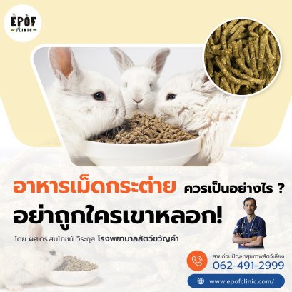 อาหารเม็ดกระต่าย ควรเป็นอย่างไร อย่าถูกใครเขาหลอก!