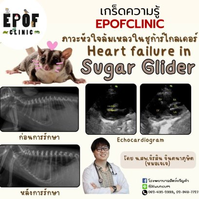 Heart failure in a sugar glider