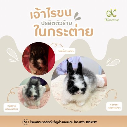 โรคไรขนในกระต่าย (Rabbit Mange / Fur Mite Infestation) 