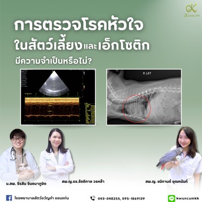 การตรวจโรคหัวใจในสัตว์เลี้ยงและเอกโซติกมีความจำเป็นหรือไม่?
