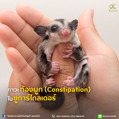 ภาวะท้องผูก (Constipation) ในชูการ์ไกลเดอร์
