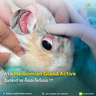  ภาวะ Meibomian Gland Active ในกระต่าย คืออะไรกันนะ!?