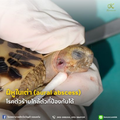 ฝีหูในเต่า (aural abscess) : โรคตัวร้ายใกล้ตัวที่ป้องกันได้