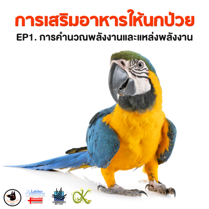 การเสริมอาหารให้นกป่วย EP1. การคำนวณพลังงานและแหล่งพลังงาน