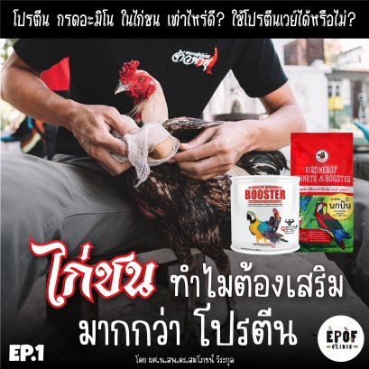 ไก่ชน..ทำไมต้องเสริมมากกว่าโปรตีน EP.1 “บูสเตอร์และนกบิน” 