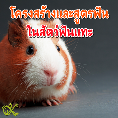 โครงสร้างและสูตรฟัน ในสัตว์ฟันแทะ