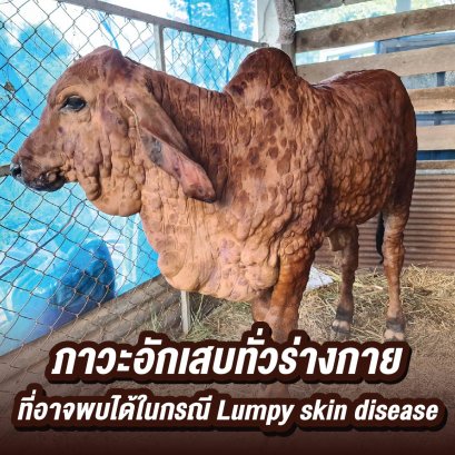 ภาวะอักเสบทั่วร่างกาย ที่อาจพบได้ในกรณี Lumpy skin disease